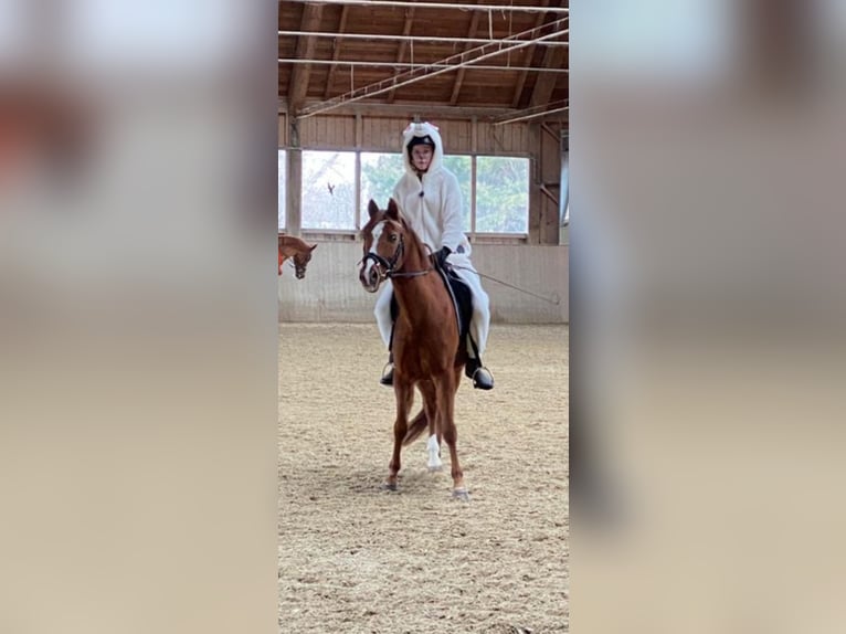 Poni alemán Caballo castrado 14 años 148 cm Alazán in Kottingbrunn