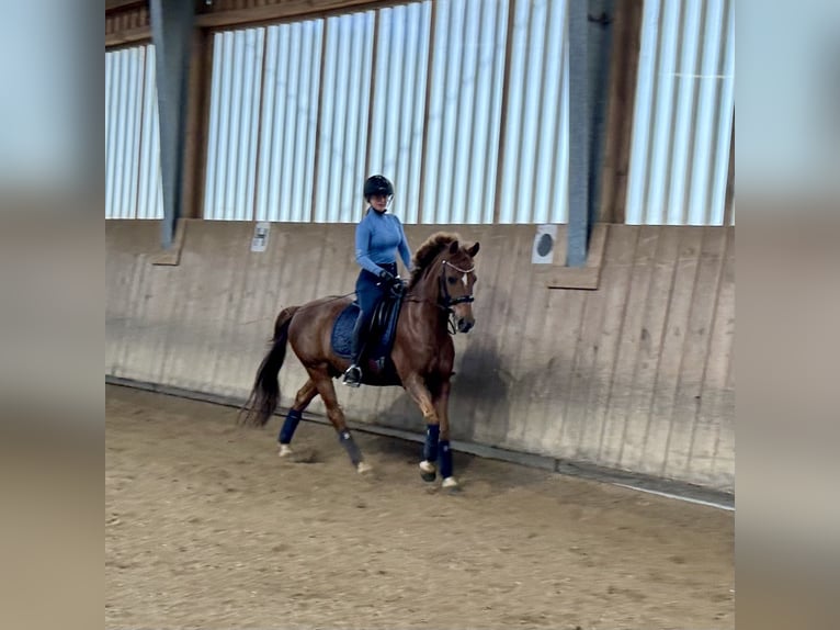 Poni alemán Caballo castrado 14 años 148 cm Alazán in Hohenbrunn