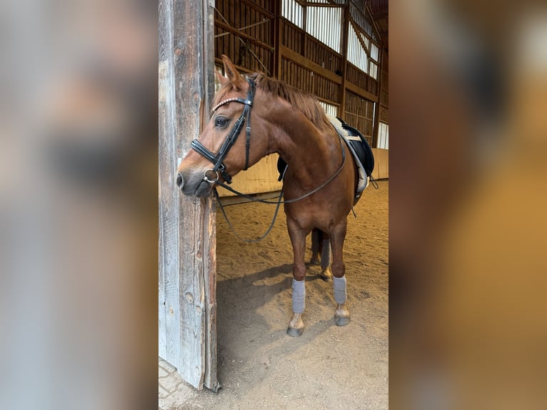 Poni alemán Caballo castrado 14 años 148 cm Alazán in Hohenbrunn