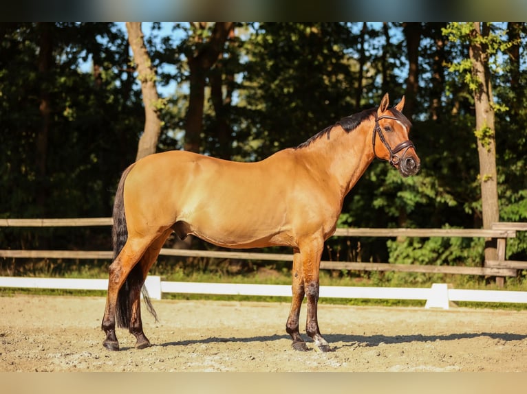 Poni alemán Caballo castrado 14 años 148 cm Bayo in Brietlingen
