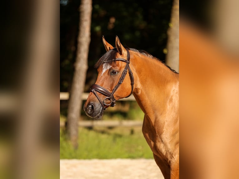 Poni alemán Caballo castrado 14 años 148 cm Bayo in Brietlingen