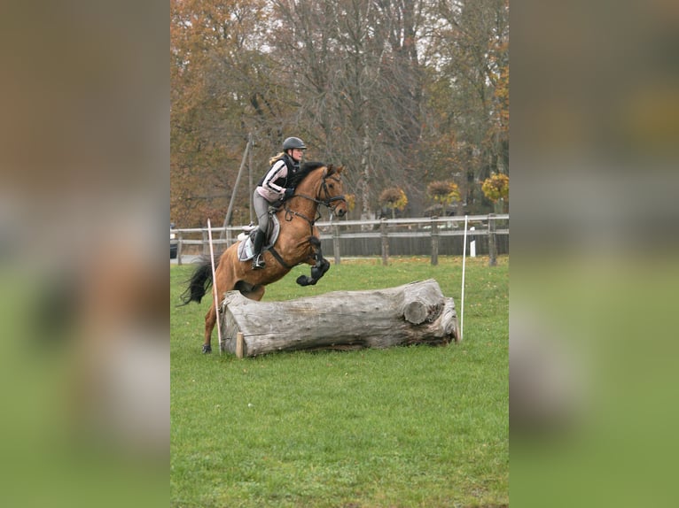 Poni alemán Caballo castrado 14 años 148 cm Bayo in Bad Essen