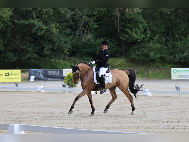 Poni alemán Caballo castrado 14 años 148 cm Bayo in Bad Essen