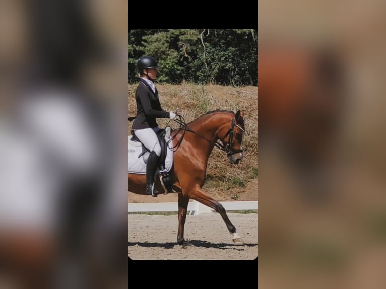 Poni alemán Caballo castrado 14 años 148 cm Castaño in Beetzendorf