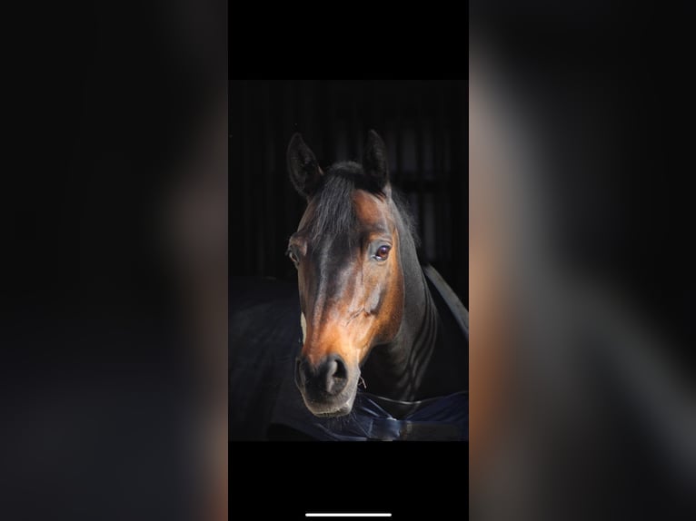 Poni alemán Caballo castrado 14 años 148 cm Castaño oscuro in Balve