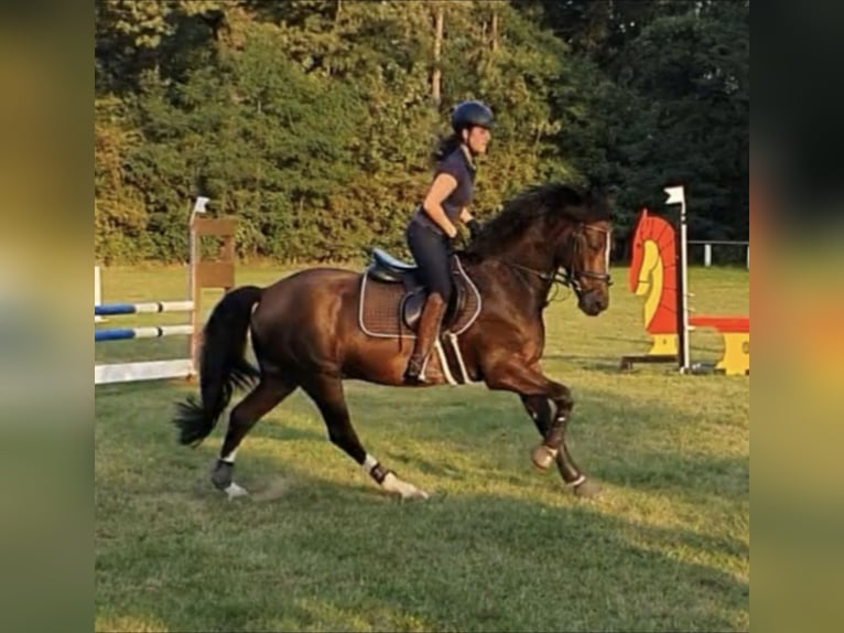 Poni alemán Caballo castrado 14 años 148 cm Castaño oscuro in Stuttgart