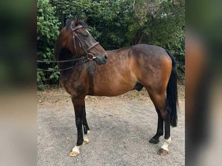 Poni alemán Caballo castrado 14 años 148 cm Castaño oscuro in Bischofsheim
