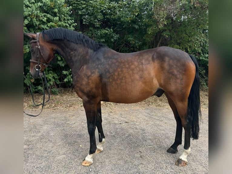 Poni alemán Caballo castrado 14 años 148 cm Castaño oscuro in Bischofsheim