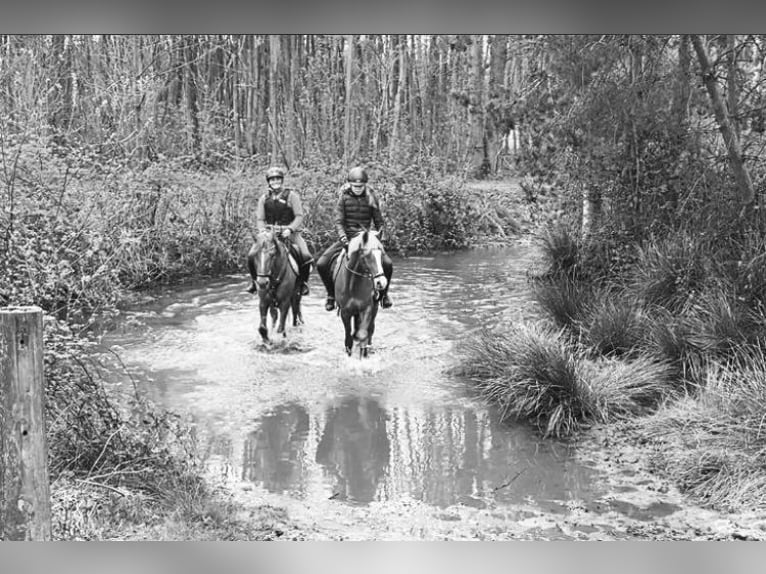 Poni alemán Caballo castrado 14 años 150 cm Alazán in Krefeld