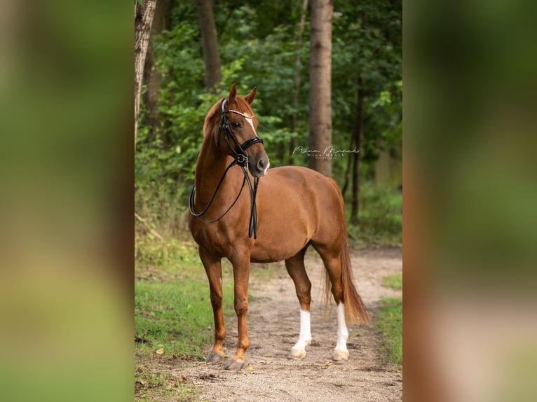 Poni alemán Caballo castrado 14 años 152 cm Alazán in Weiden