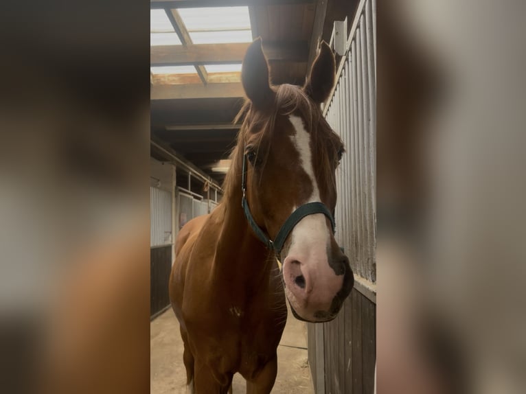 Poni alemán Caballo castrado 14 años 152 cm Alazán in Stahnsdorf