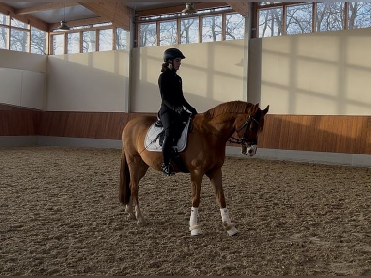 Poni alemán Caballo castrado 14 años 152 cm Alazán in Stahnsdorf