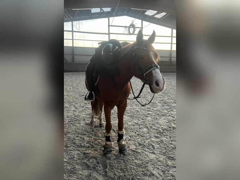 Poni alemán Caballo castrado 14 años 152 cm Alazán in Stahnsdorf