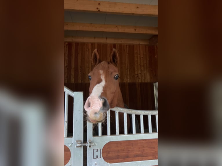 Poni alemán Caballo castrado 14 años 152 cm Alazán in Stahnsdorf