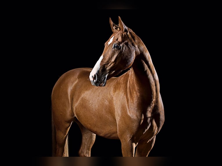 Poni alemán Caballo castrado 14 años 155 cm Alazán in Leverkusen