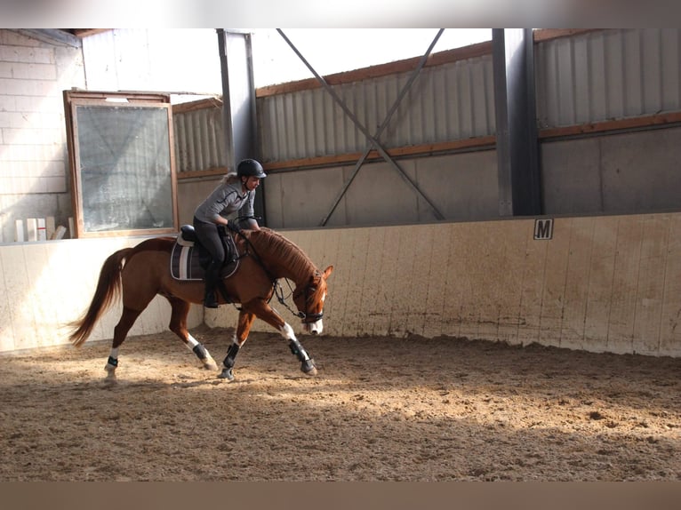 Poni alemán Caballo castrado 14 años 155 cm Alazán in Leverkusen
