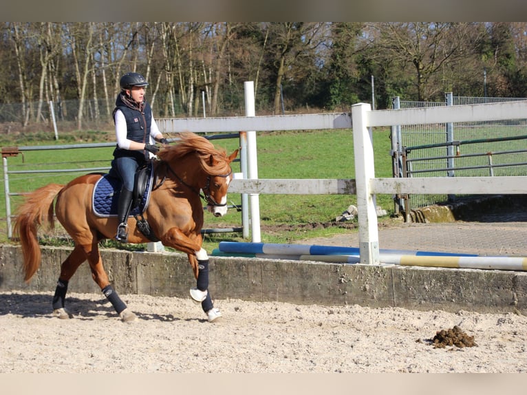 Poni alemán Caballo castrado 14 años 155 cm Alazán in Leverkusen