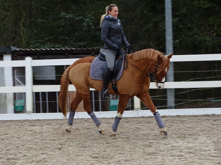 Poni alemán Caballo castrado 14 años 155 cm Alazán in Leverkusen