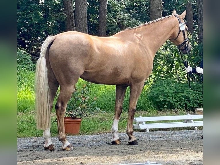 Poni alemán Caballo castrado 14 años Palomino in Ganderkesee