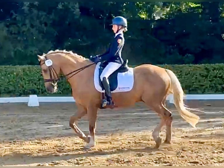 Poni alemán Caballo castrado 14 años Palomino in Ganderkesee