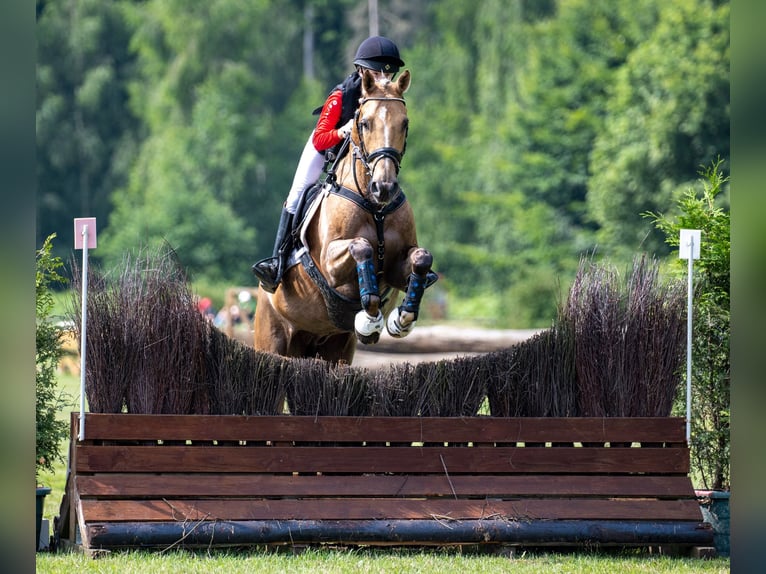 Poni alemán Caballo castrado 14 años Palomino in Ganderkesee