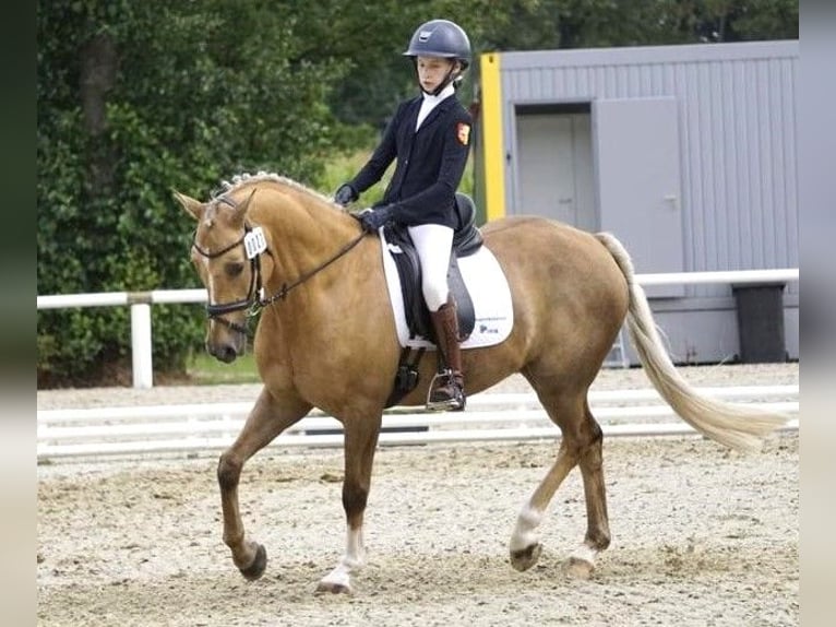 Poni alemán Caballo castrado 14 años Palomino in Ganderkesee