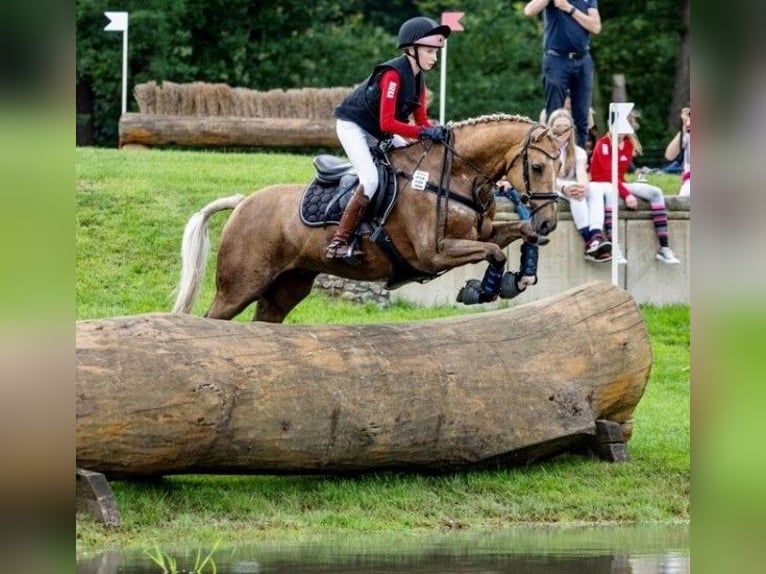 Poni alemán Caballo castrado 14 años Palomino in Ganderkesee