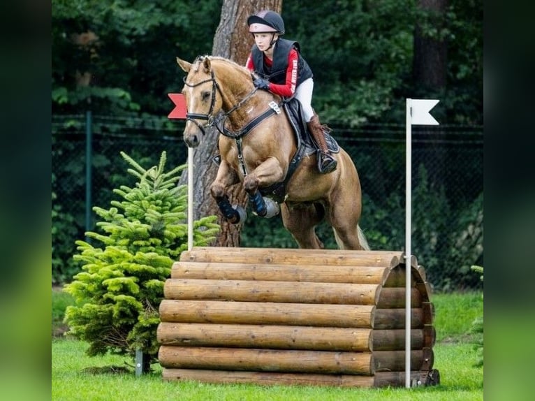 Poni alemán Caballo castrado 14 años Palomino in Ganderkesee