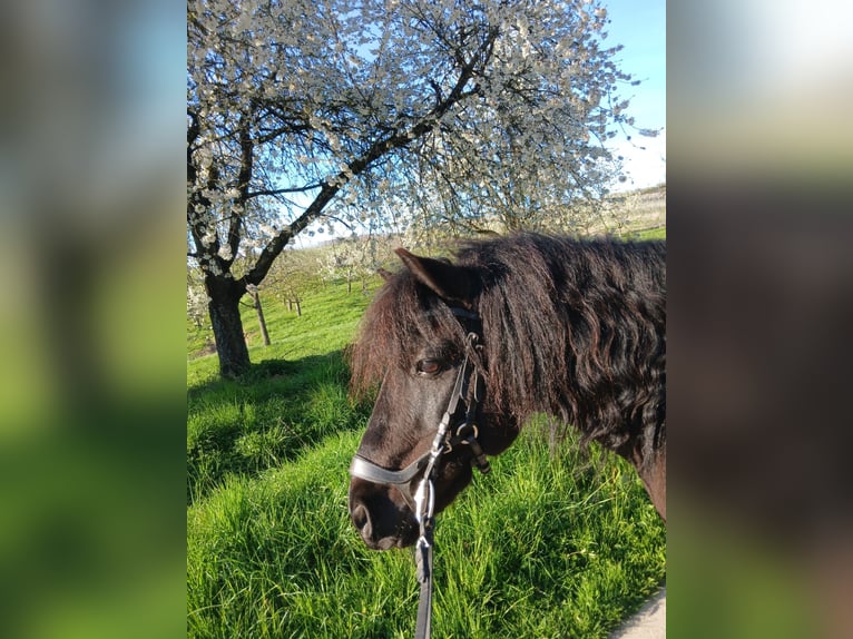 Poni alemán Mestizo Caballo castrado 15 años 124 cm  in Heilbronn