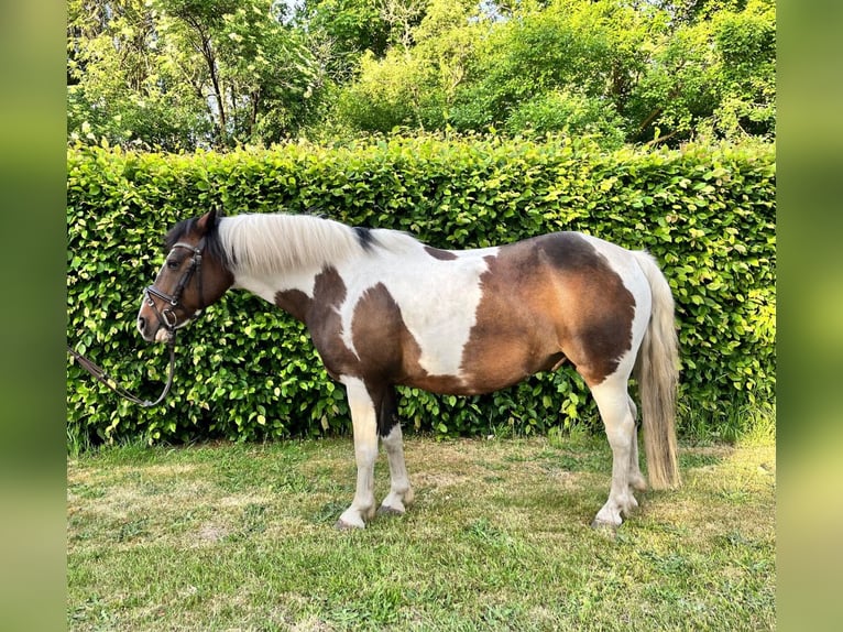 Poni alemán Mestizo Caballo castrado 15 años 135 cm Musgo marrón in DiepenauDiepenau