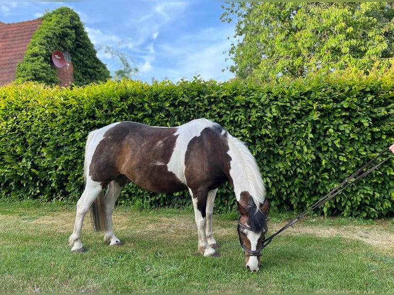 Poni alemán Mestizo Caballo castrado 15 años 135 cm Musgo marrón in DiepenauDiepenau