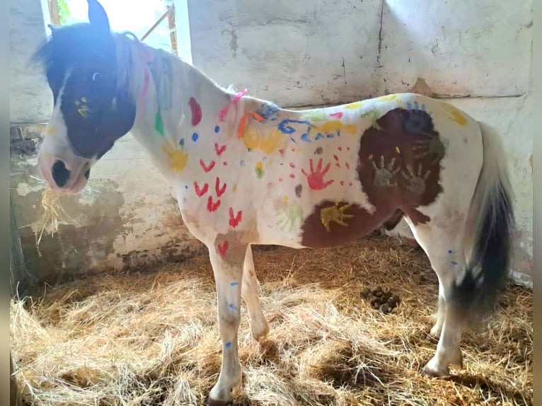 Poni alemán Mestizo Caballo castrado 15 años 138 cm Pío in SAltenhausen