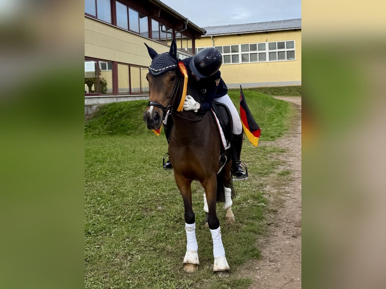 Poni alemán Caballo castrado 15 años 142 cm Castaño in Ober-Flörsheim