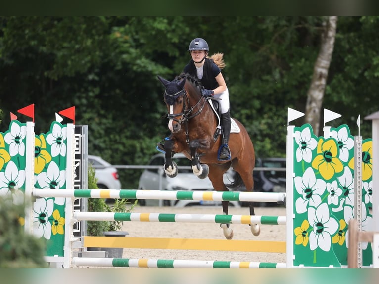 Poni alemán Caballo castrado 15 años 143 cm Castaño in Ederm&#xFC;nde