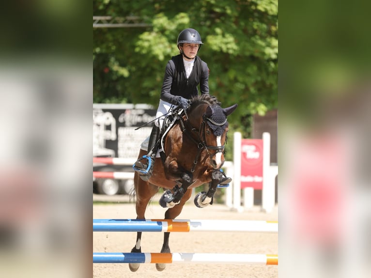 Poni alemán Caballo castrado 15 años 143 cm Castaño in Ederm&#xFC;nde