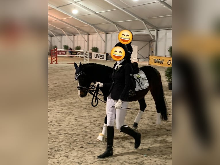 Poni alemán Caballo castrado 15 años 144 cm Castaño oscuro in Rodgau