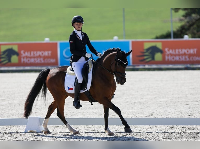 Poni alemán Caballo castrado 15 años 144 cm Castaño rojizo in Lanškroun
