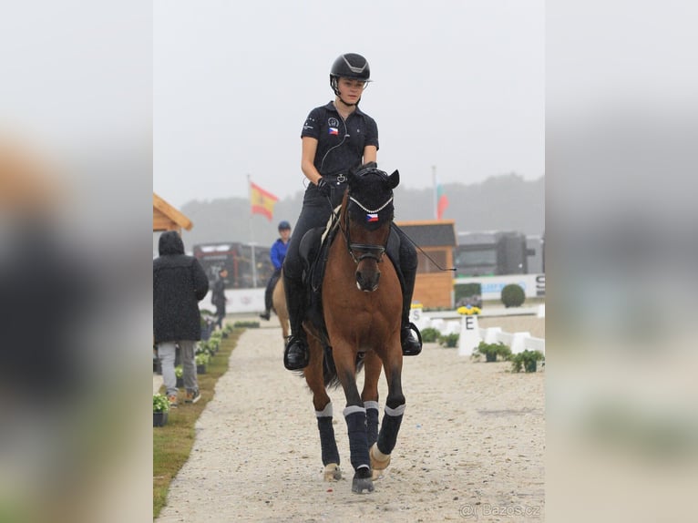 Poni alemán Caballo castrado 15 años 144 cm Castaño rojizo in Lanškroun