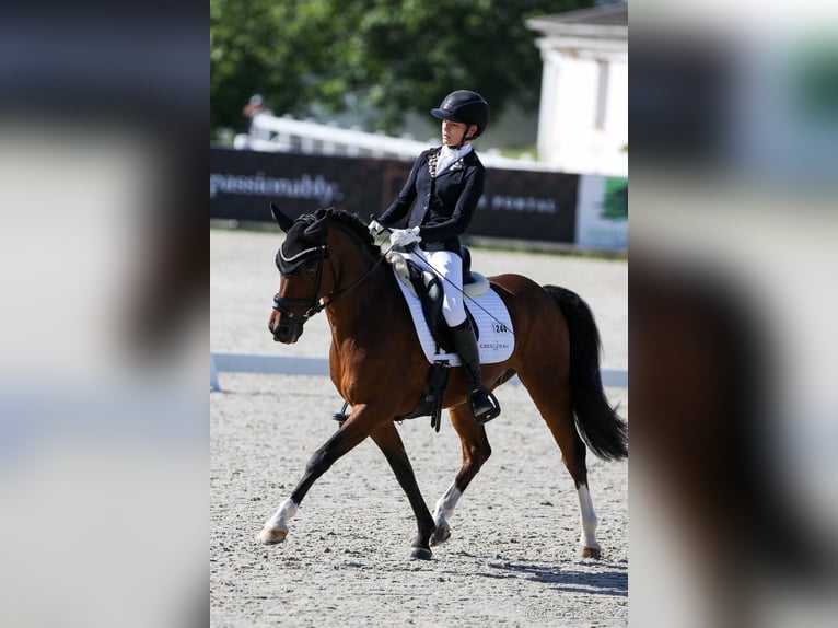 Poni alemán Caballo castrado 15 años 144 cm Castaño rojizo in Lanškroun