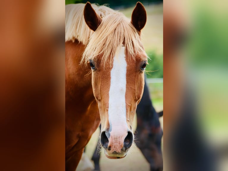 Poni alemán Caballo castrado 15 años 146 cm Alazán in Bodenfelde