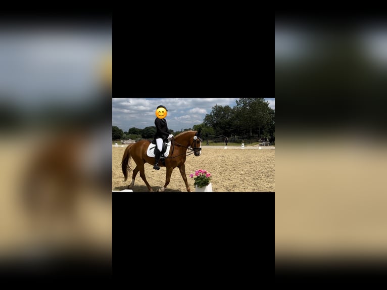 Poni alemán Caballo castrado 15 años 146 cm Alazán in Marl