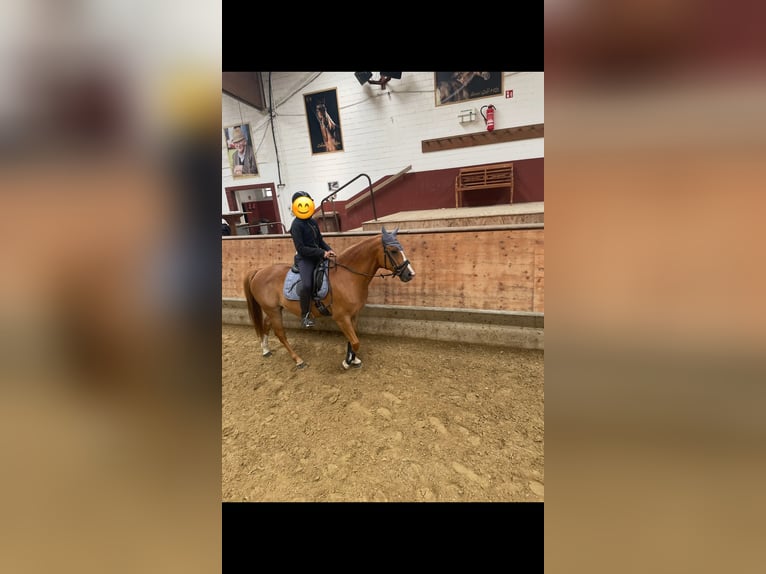 Poni alemán Caballo castrado 15 años 146 cm Alazán in Marl