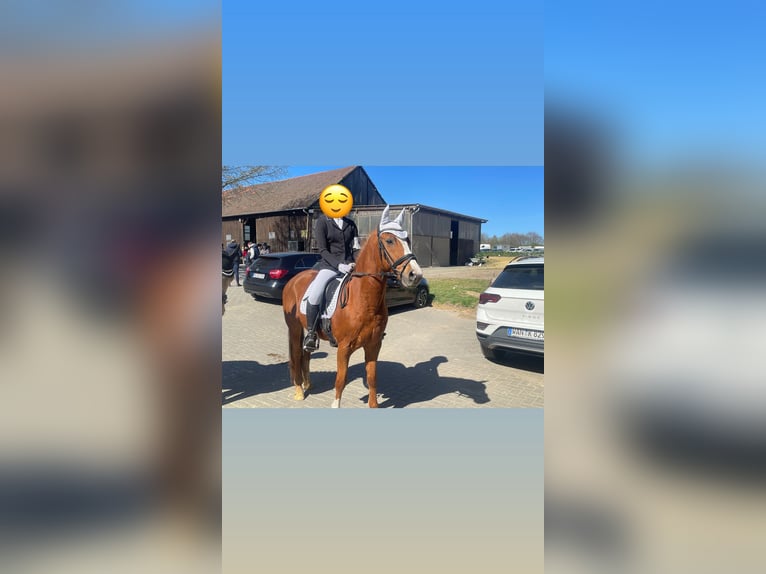 Poni alemán Caballo castrado 15 años 146 cm Alazán in Marl