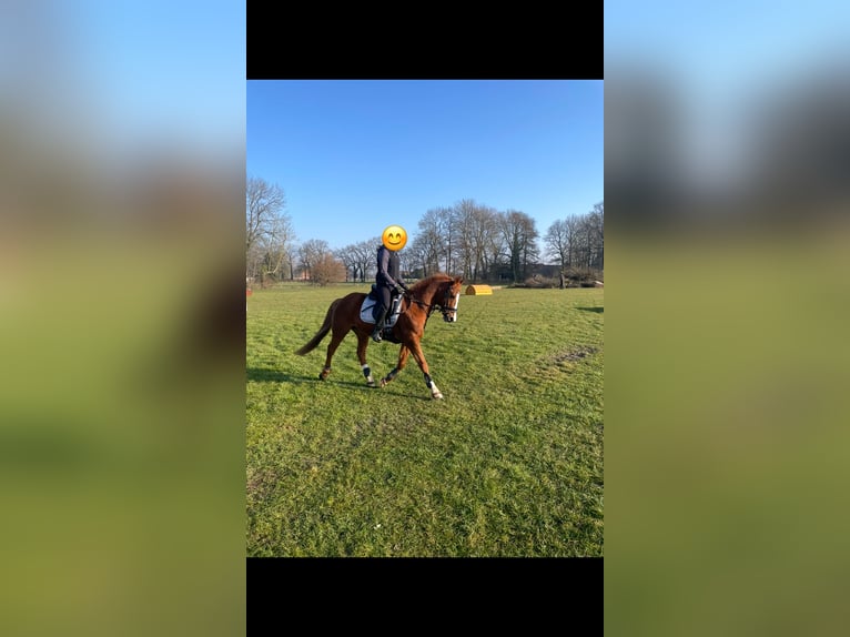 Poni alemán Caballo castrado 15 años 146 cm Alazán in Marl