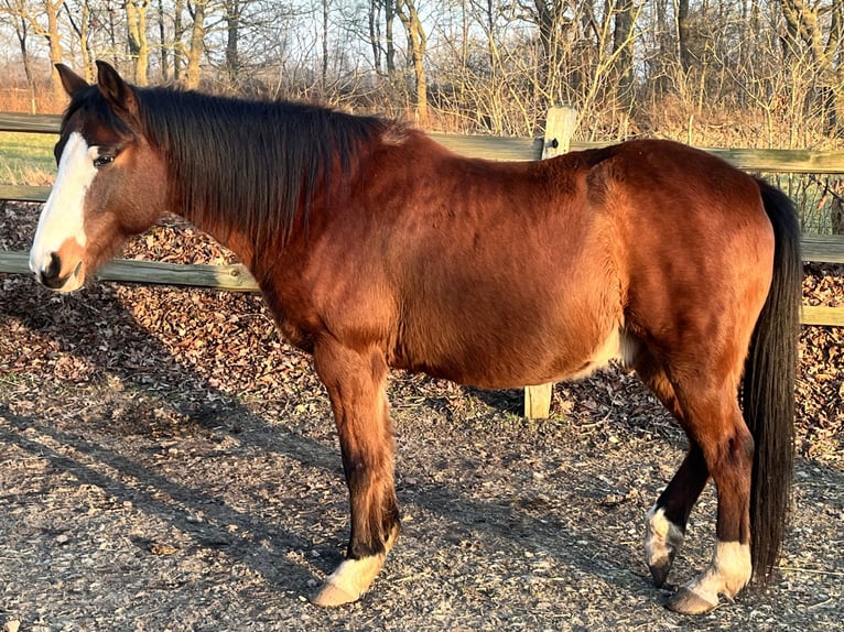 Poni alemán Caballo castrado 15 años 146 cm Castaño in Börm