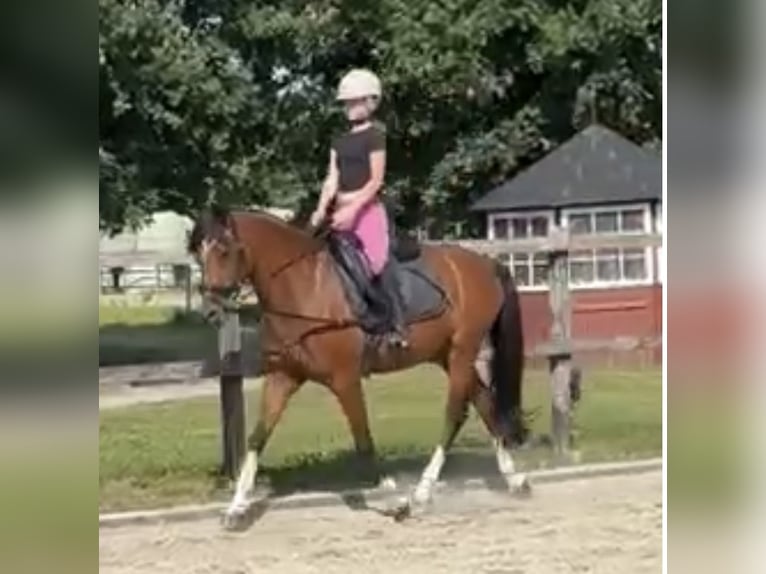 Poni alemán Caballo castrado 15 años 147 cm Castaño in Varel
