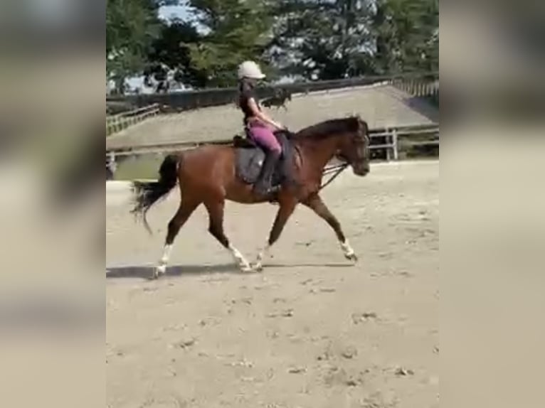 Poni alemán Caballo castrado 15 años 147 cm Castaño in Varel