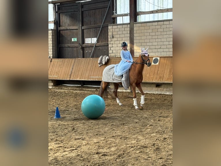 Poni alemán Caballo castrado 15 años 148 cm Alazán in Ascheberg
