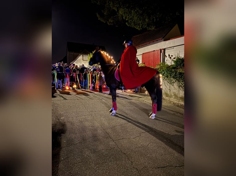 Poni alemán Caballo castrado 15 años 148 cm Alazán-tostado in Billigheim