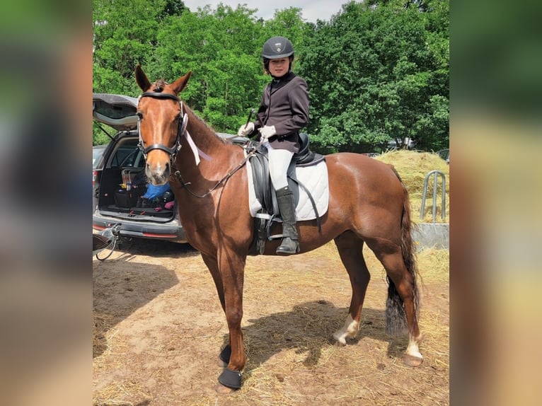 Poni alemán Caballo castrado 15 años 148 cm Alazán-tostado in Rehfelde
